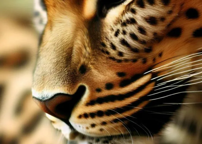 Leopardie balerinky: Elegantná a divoká móda pre každú príležitosť